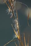 Andropogon virginicus L. var. virginicus