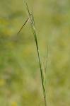 Andropogon campbellii U.B. Deshmukh, M.B. Shende, & E.S. Reddy