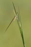 Andropogon campbellii U.B. Deshmukh, M.B. Shende, & E.S. Reddy