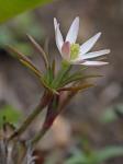 Anemone berlandieri Pritz.