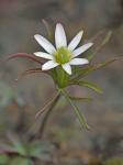 Anemone berlandieri Pritz.