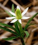 Anemone berlandieri Pritz.