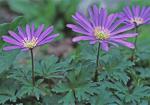 Anemone blanda Schott & Kotschy