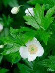 Anemonastrum canadense (L.) Mosyakin