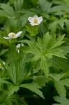 Anemonastrum canadense (L.) Mosyakin