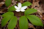 Anemone lancifolia Pursh