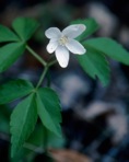 Anemone lancifolia Pursh