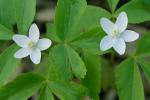 Anemone lancifolia Pursh