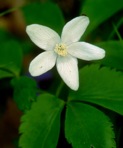 Anemone lancifolia Pursh