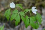 Anemone quinquefolia L. var. quinquefolia