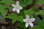 Anemone quinquefolia L. var. quinquefolia