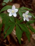 Anemone quinquefolia L. var. quinquefolia