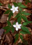 Anemone quinquefolia L. var. quinquefolia