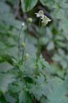 Anemone virginiana L. var. virginiana