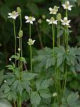 Anemone virginiana L. var. virginiana