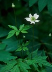 Anemone virginiana L. var. virginiana