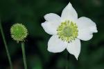 Anemone virginiana L. var. virginiana