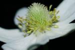 Anemone virginiana L. var. virginiana