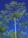 Anethum graveolens L.