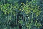 Anethum graveolens L.