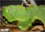 Aneura pinguis (L.) Dumort. var. pinguis
