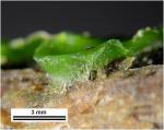 Aneura pinguis (L.) Dumort. var. pinguis