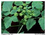 Angelica triquinata Michx.