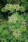Angelica triquinata Michx.