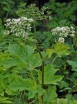 Angelica triquinata Michx.