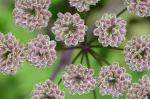 Angelica triquinata Michx.