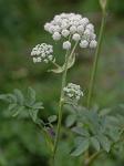 Angelica venenosa (Greenway) Fern.