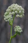 Angelica venenosa (Greenway) Fern.