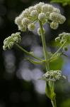 Angelica venenosa (Greenway) Fern.