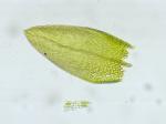 Anomobryum julaceum (Schrad. ex P. Gaertn., B. Mey. & Scherb.) Schimp.