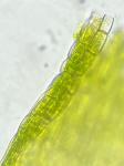 Anomobryum julaceum (Schrad. ex P. Gaertn., B. Mey. & Scherb.) Schimp.