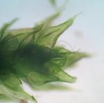 Anomodon rostratus (Hedwig) Schimper