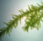 Anomodon tristis (Ces.) Sull. & Lesq.