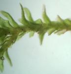 Anomodon tristis (Ces.) Sull. & Lesq.