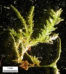 Anomodon tristis (Ces.) Sull. & Lesq.