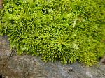 Anomodon tristis (Ces.) Sull. & Lesq.