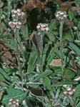 Antennaria neglecta Greene