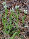 Antennaria parlinii Fern. ssp. parlinii