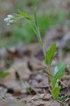 Antennaria parlinii Fern. ssp. parlinii