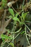 Antennaria solitaria Rydb.