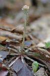 Antennaria solitaria Rydb.