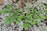 Antennaria virginica Stebbins