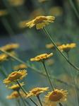 Cota tinctoria (L.) J. Gay ex Guss.