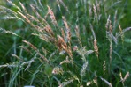 Anthoxanthum odoratum L.