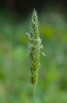 Anthoxanthum odoratum L.