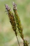 Anthoxanthum odoratum L.